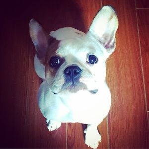 Meet your Posher, Bobbie